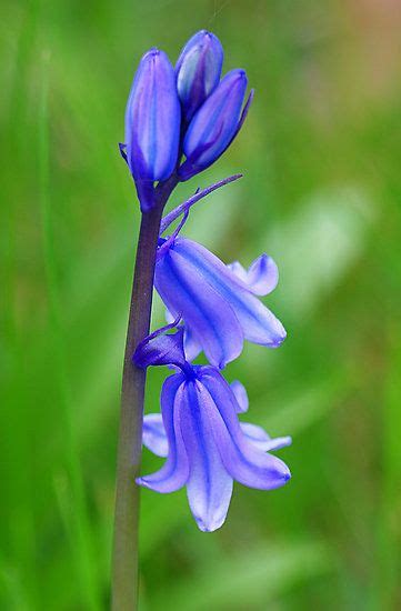~~bluebell Macro ~ Common Bluebell Hyacinthoides Non Scripta By