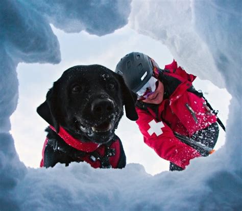 Video How Avalanche Dogs Save Lives Snowbrains