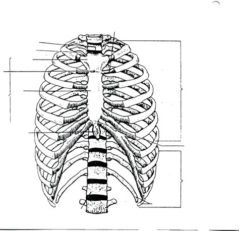 Rib Cage Anatomy Labeled Thorax Basicmedical Key Several Muscles