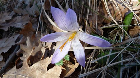 Free Images Nature Forest Leaf Flower Spring Botany Flora