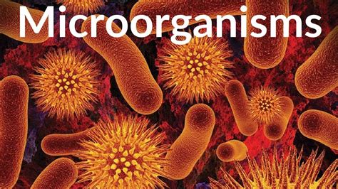 Microorganisms Friend And Foe Class Ncert Notes Cbse Class Notes Riset