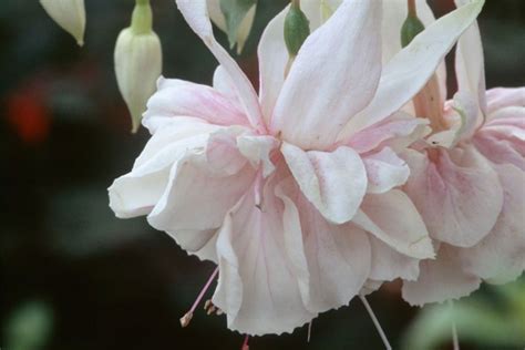 Fuchsia Pink Marshmallow Bbc Gardeners World Magazine
