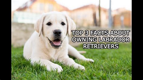 Top 3 Facts About Owning Labrador Retrievers Youtube
