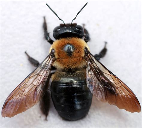 Three Wood Damaging Insects To Watch Termites Carpenter Ants Carpenter Bees