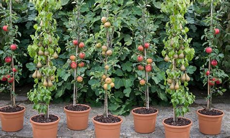 Patio Pillar Fruit Trees Groupon Goods