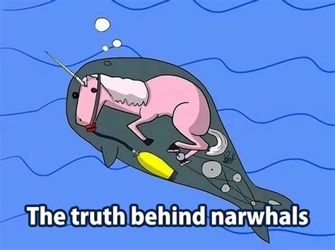 Narwhal Image By Yaelis Morales On Memes Narwhal Facts Funny