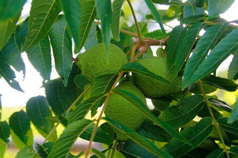 Wood shavings used for bedding for horses that contain as little as 20% of black walnut wood will cause laminitis in horses. Toxicity of Black Walnut Trees in Ohio | Dengarden