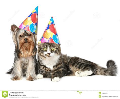 Cat And Dog In Party Hat On A White Background Royalty