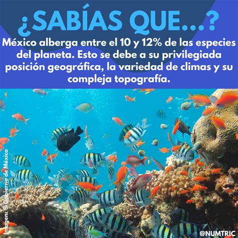 México Alberga Entre El 10 Y El 12 De Las Especies Del Planeta Datos
