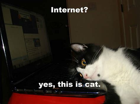 Hd Wallpaper Cat Computer Funny Grumpy Humor Internet Meme