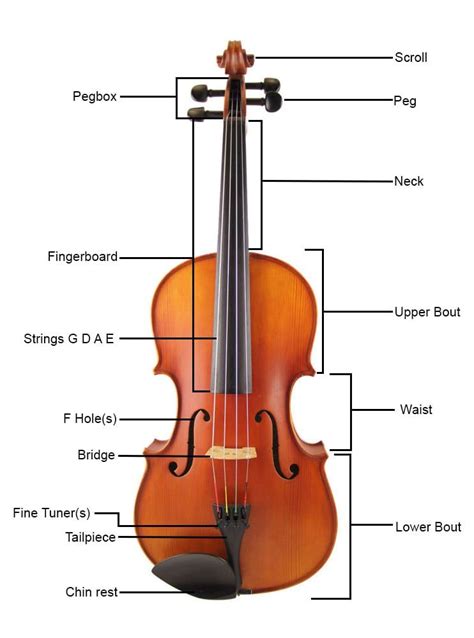 The Parts Of The Violin A Short Glossary Violin Violin Parts