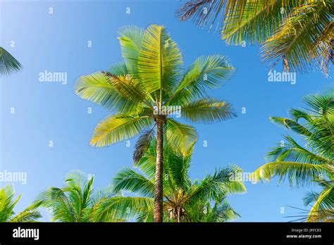Coconut Palm Tree Plantation View From Bottom Floor To High Up Stock