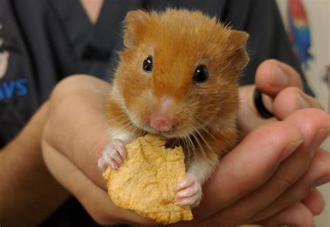 Hamster Husbandry And Preventative Healthcare Stahl Exotic Animal