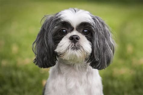 Shih Tzu Dog Personality Traits And Facts Great Pet Care