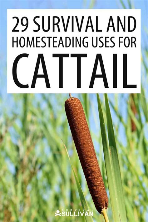 29 Survival And Homesteading Uses For Cattail Survival Sullivan