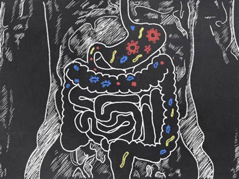 What Is Gut Flora And How Does It Affect Your Health Wholebody Solutions
