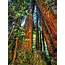 California  Muir Woods 001 Photograph By Lance Vaughn