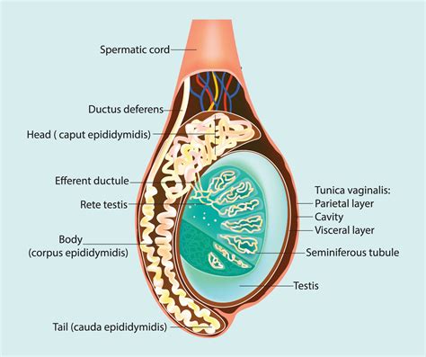 Testes Internal Structure