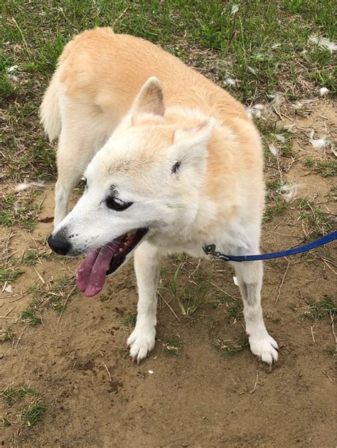 Explore other popular pets near you from over 7 million businesses with over 142 million reviews and opinions from yelpers. Chiba Prefecture Best Pet Boarding, Grooming and Pet ...