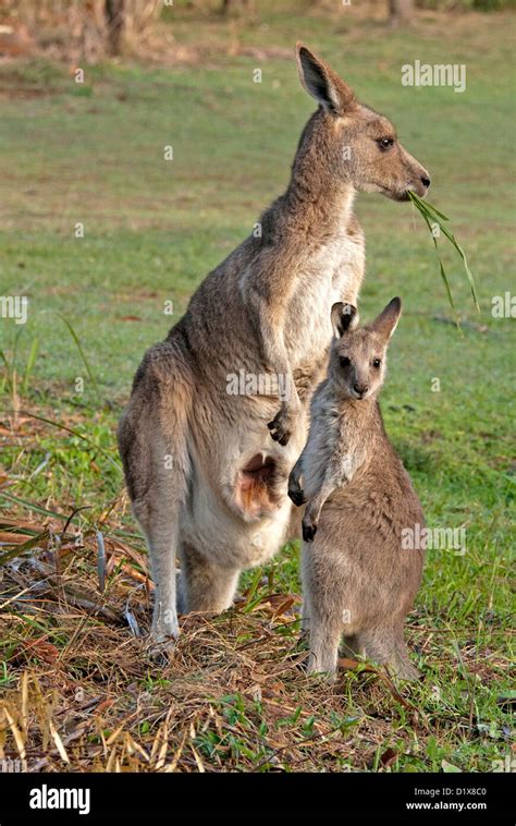 Red Kangaroo Joey Feeding Not Wallaby Hi Res Stock Photography And