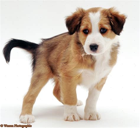 Cute Puppy Dogs Cute Border Collie Puppies