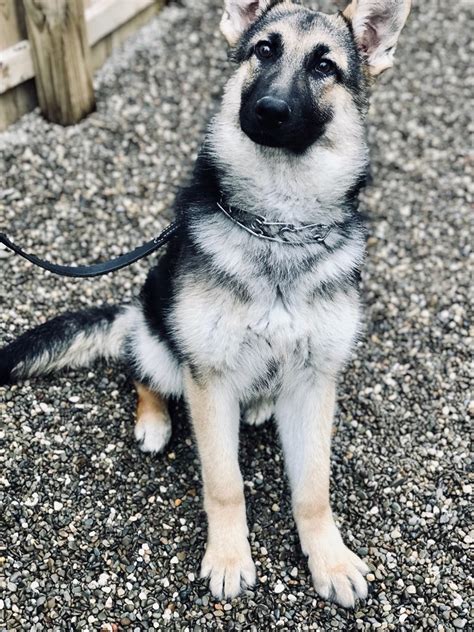 Directory of dog breeders with puppies for sale and dogs for adoption. Chica: Trained Rescue German Shepherd - Man's Best Friend