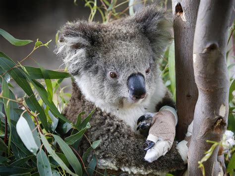 Australian Bushfires Native Animals Impacted Including Koalas News