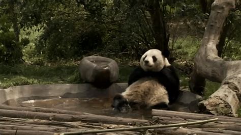 When This Panda Just Wanted Some Peace And Quiet In His Pool Cute