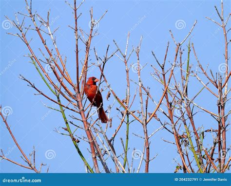 Brilliant Red Northern Cardinal Bird On Bare Tree Branch With Blue Sky