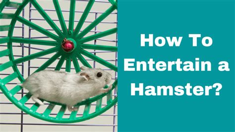How To Entertain A Hamster 8 Top Reasons