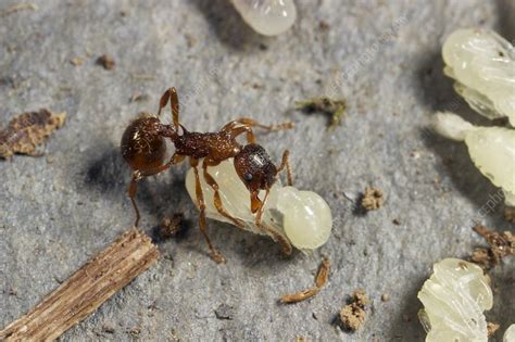 Ant Lifting Pupa Stock Image C0216474 Science Photo Library