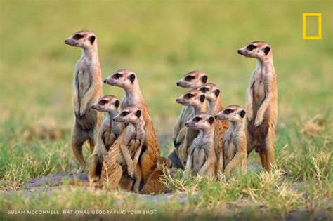 Ten Meerkats Look Out For Predators At The Entrance Of Their Burrow In