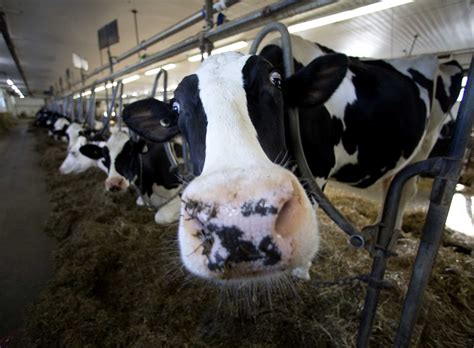 Sex Is Big Business At Dairy Farms And Focus Of Legal Fights