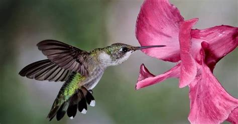Jun 26, 2021 · some plants are native to florida, while others have been transplanted from places around the world. Central Florida Hummingbird Garden | Art | Pinterest ...