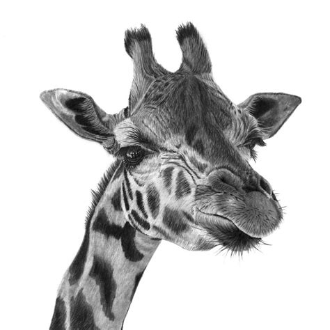 Giraffe Drawing By Paul Stowe Saatchi Art
