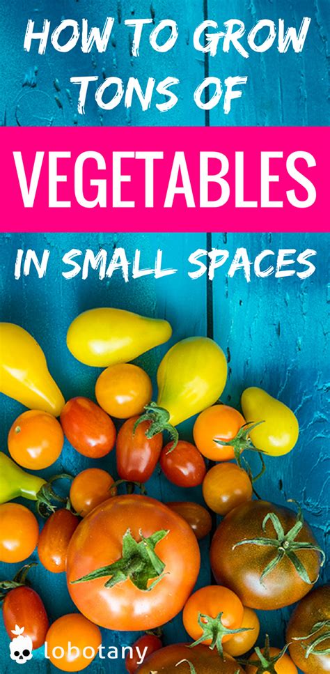 Small Space Vegetable Gardening Choosing The Best Potting