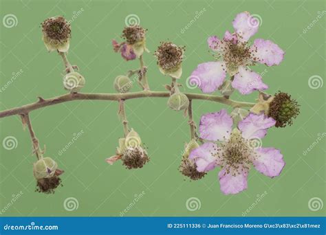 Rubus Ulmifolius Elmleaf Blackberry Flowers Leaves And Stems Of This