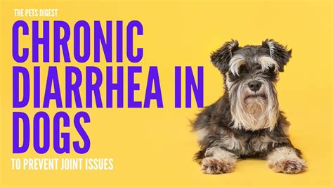 Chronic Diarrhea In Dogs Causes And Treatments Youtube
