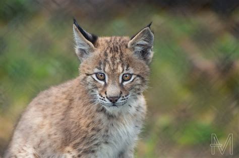 Beautiful Eurasian Lynx Kitten At Hawk Creek Wildlife Centre Raww