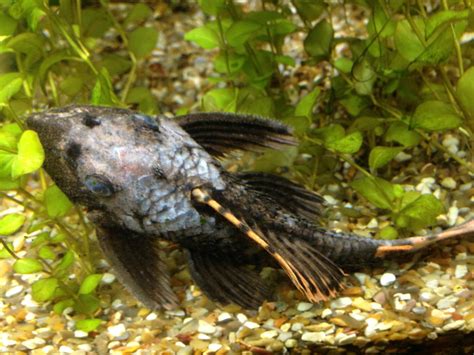 Help My Pleco Has A Disease