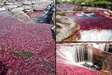 Beautifully Exotic Caño Cristales River That ‘ran Away From Paradise