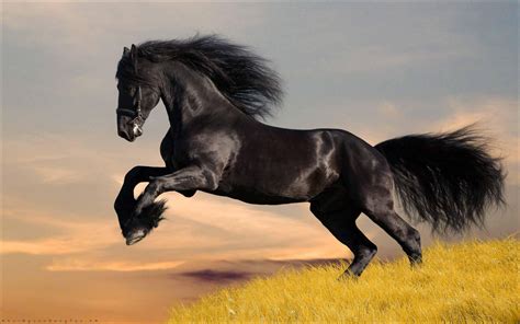 21 Hình Ảnh Con Ngựa Đẹp Phóng Khoáng Khát Vọng Tự Do