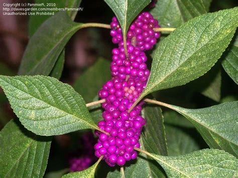 Plantfiles Pictures Beauty Berry Callicarpa Rubella 1 By Pammiepi