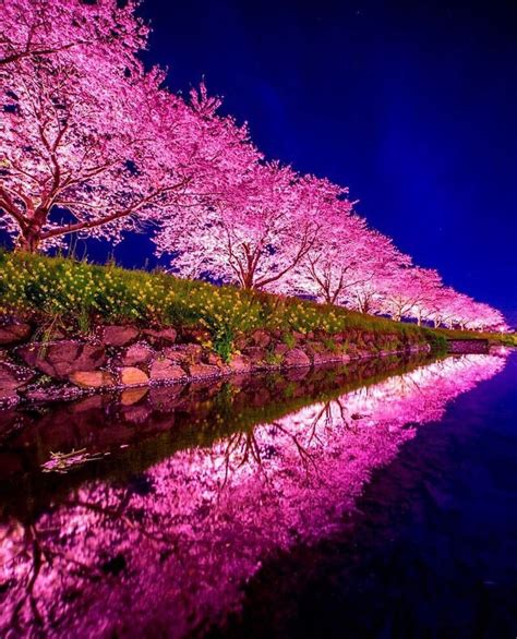 Cherry Blossom Night By Imgur User Jaxsonjames Beautiful Nature