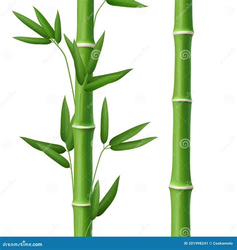 Bamboo Tree Leaf Plant Stem And Stick Realistic Stock Vector