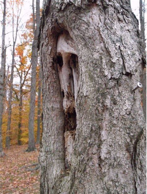 Scary Tree Face From The Where Are Kim And Chris Blog Weird Trees