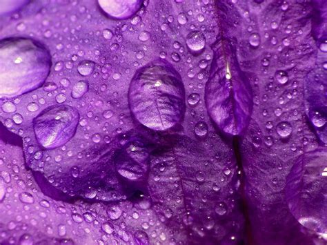 Wallpaper X Px Close Drops Flower Flowers Macro Nature Petals Purple Up