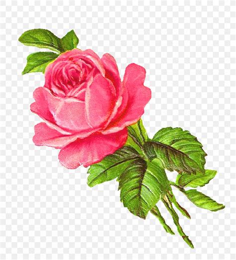 Rose Flower Pink Drawing Clip Art Png 859x945px Rose Annual Plant