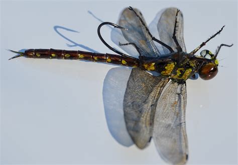 Dragonfly Realistic Fly Tying Fly Tying