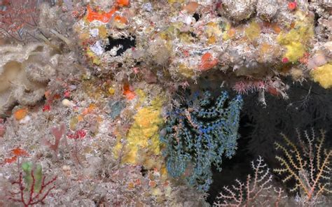 Australian Mesophotic Coral Examination Schmidt Ocean Institute